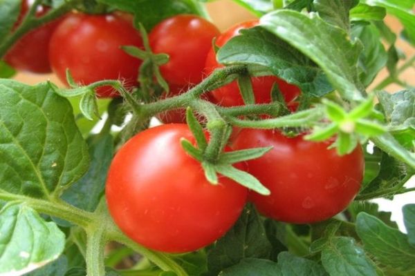 tomato harvest