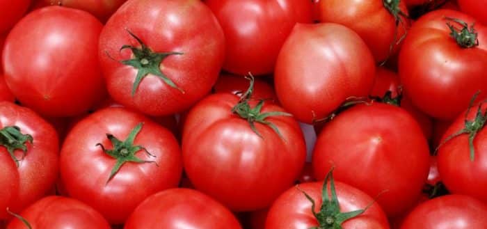 ripe tomatoes