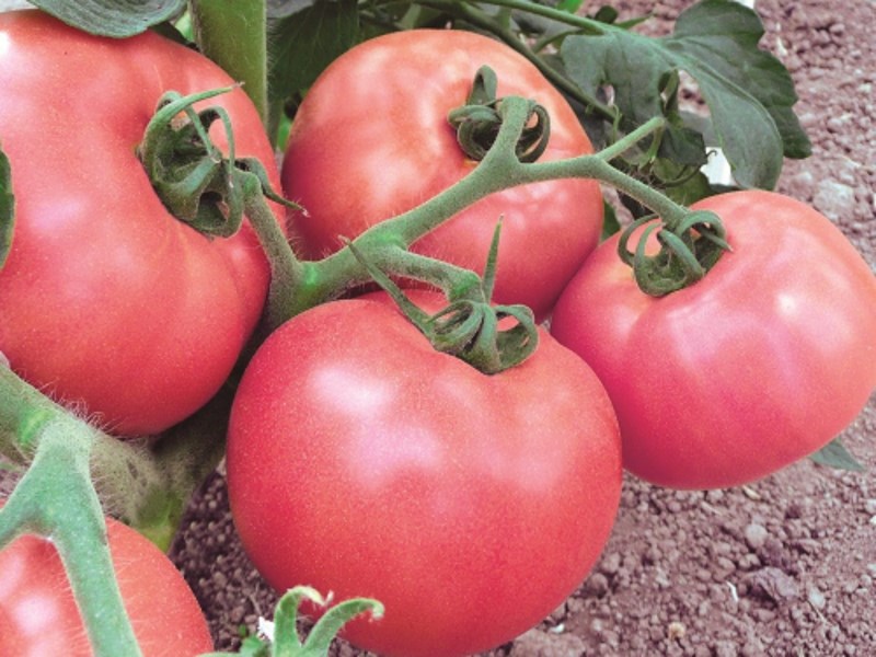 visconde de tomate e framboesa