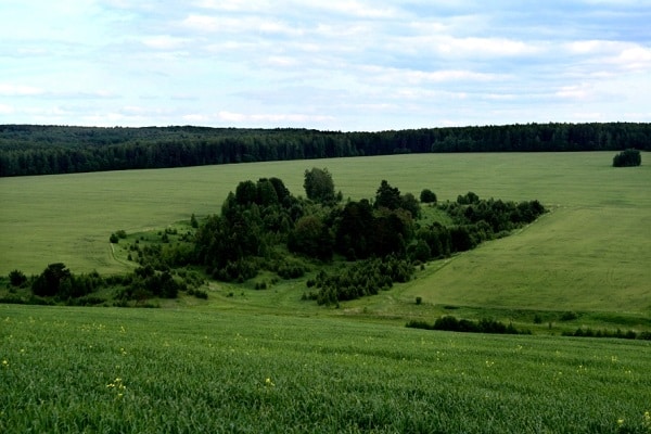 černozemní půdy