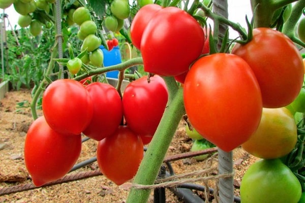 Maturation des fruits