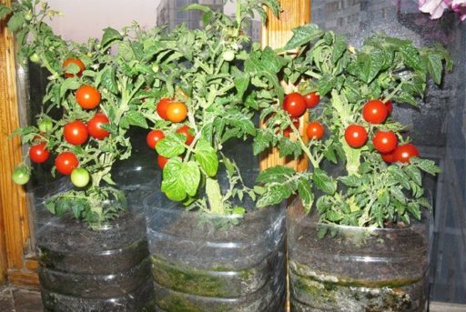 tomato bonsai in a pot