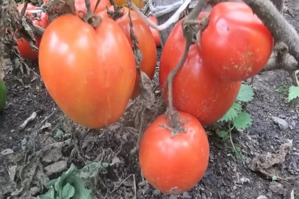 gnomo de tomate