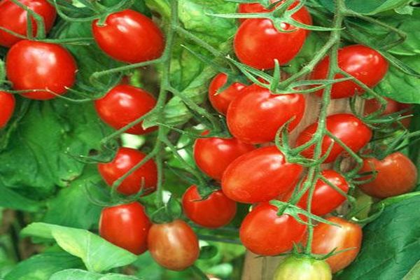 Tomatenanbau und -pflege