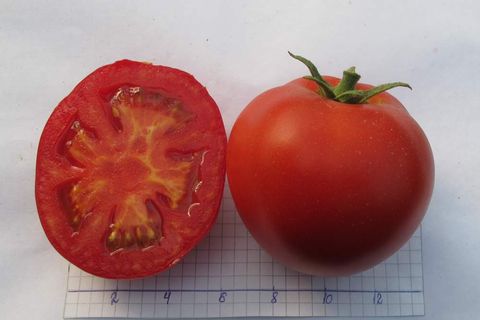 tomato cultivation