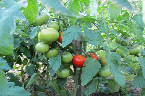 tomatoes juggler