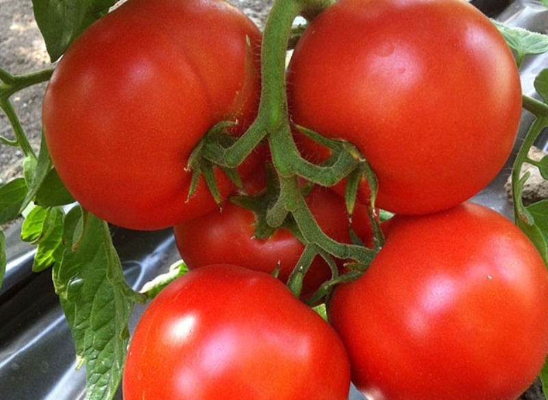 Tomate Dobry f1 im Garten