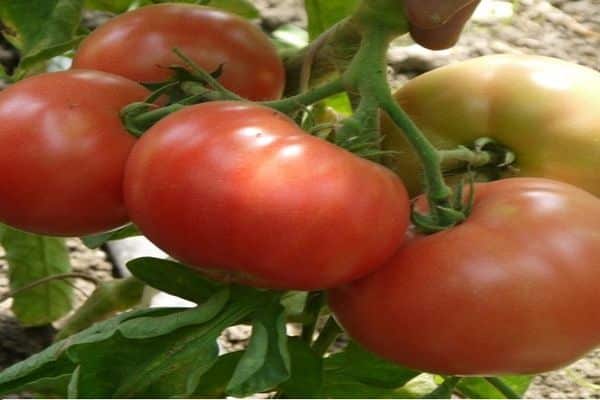 popis odrůdy rajčat