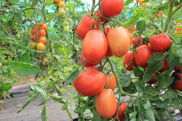 growing tomato 