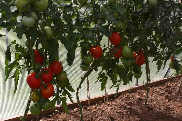 tomatoes in a greenhouse