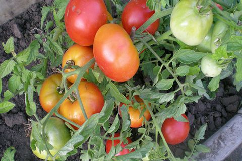 buissons de tomates