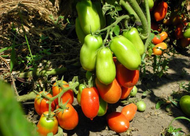 buisson de tomates roquettes