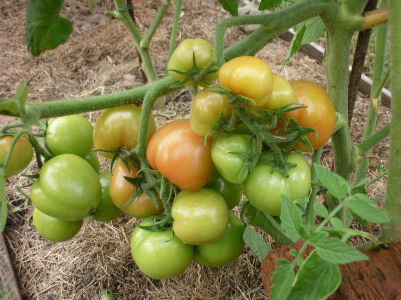 Sanka tomato bushes