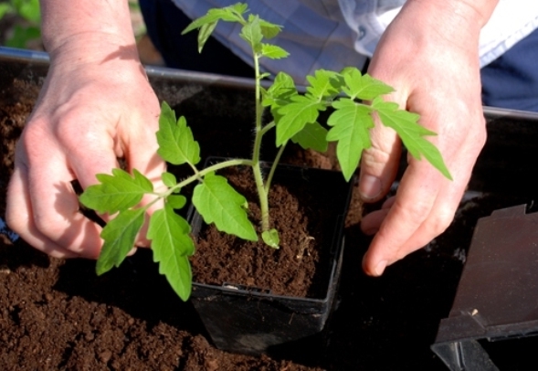 plantning af tomatkimplanter