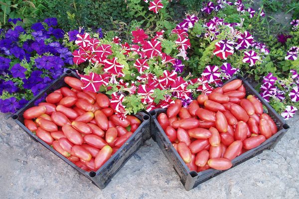 Tomaten in einer Kiste