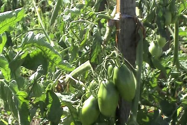 Tomaten-Eiszapfen