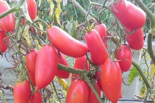 Vorteile der Eiszapfen-Tomatensorte