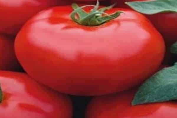 rajčata a jejich škůdci