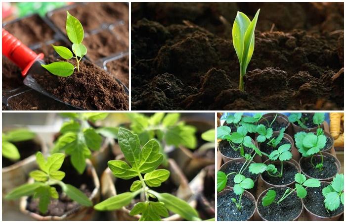 les plantes poussent 