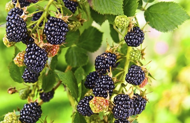 fresh blackberries