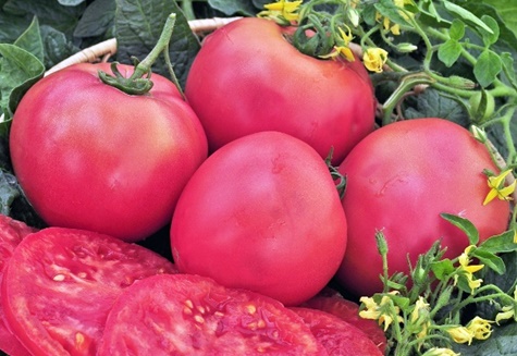 rajčatový supergiant růžový f1 v zahradě
