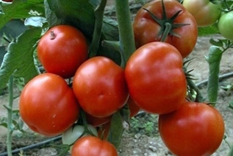 tomate Pierre le premier dans le jardin