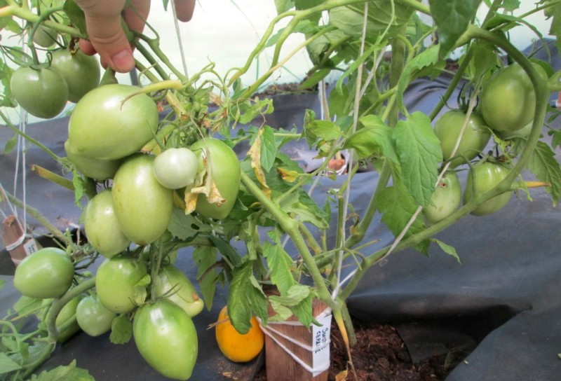 tomate amarrado