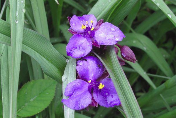 Tradescantia na vrtu