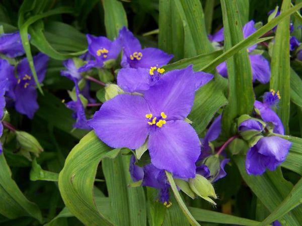  Tradescantia v bytě