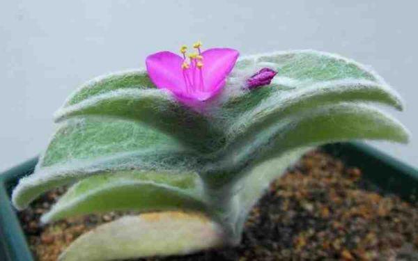 Tradescantia cvet