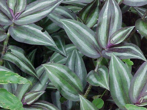 Tradescantia listi