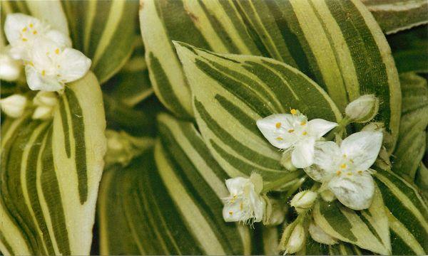 Tradescantia whiteflower