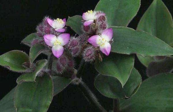 Tradescantia Blossfelda