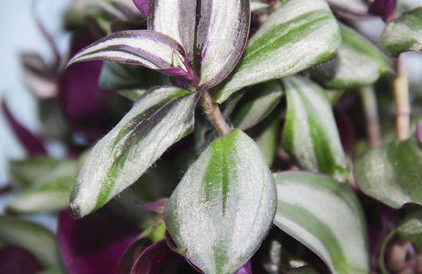 Tradescantia myrtifolia