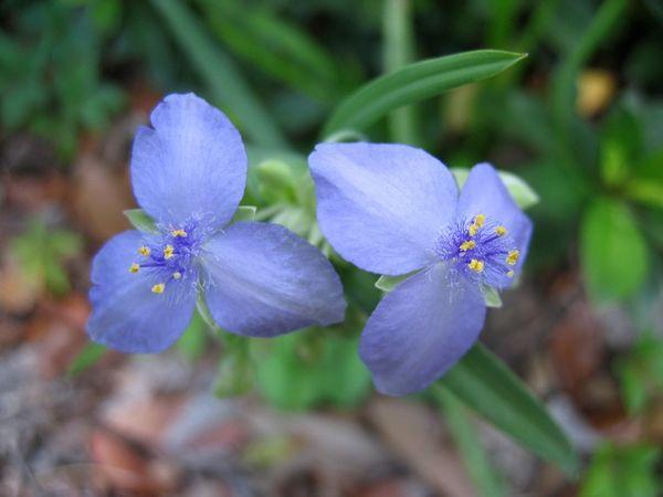 cvetje tradescantia