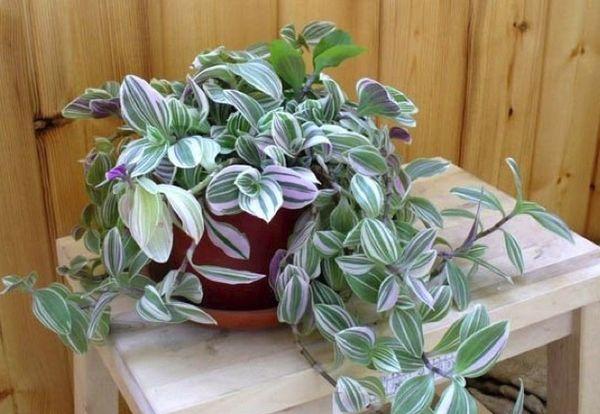 Tradescantia im Topf