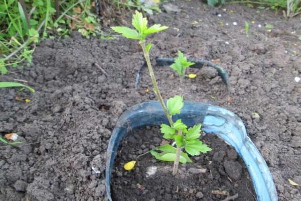 stekken planten 