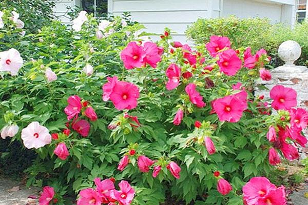 hibiscus bloeit 