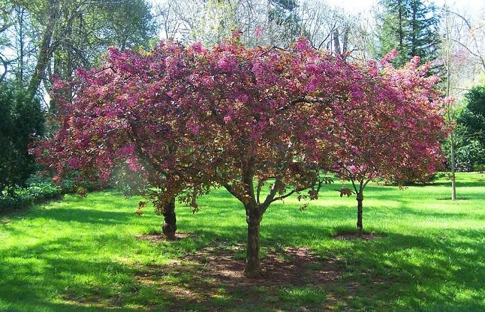 arbre fruitier 