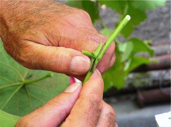 grape grafting