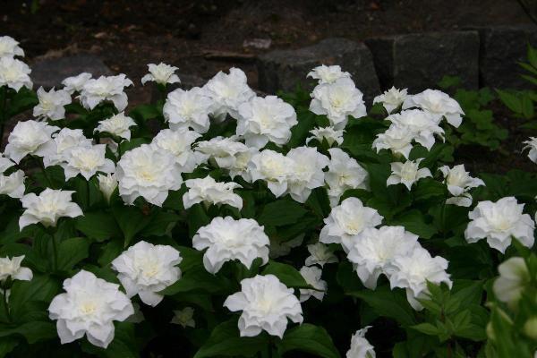bílé květy 
