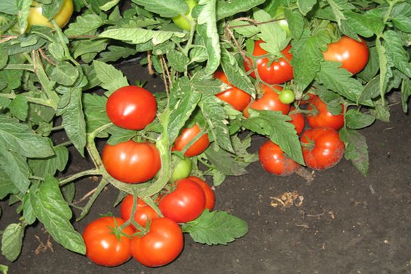 tři sestry odrůda rajčat