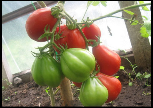 Roter Trüffel im Garten