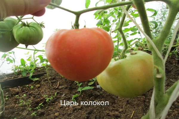 Tomatensorte