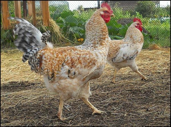 Tsarskoye Selo breed of chickens