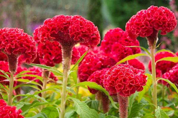 a celosia leírása