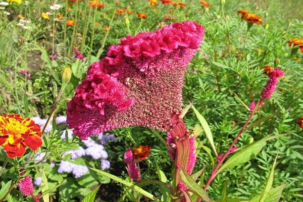 flowering formed 