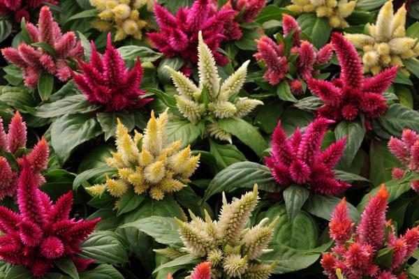 watering celosia 