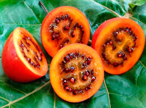 fruits of tomato tree