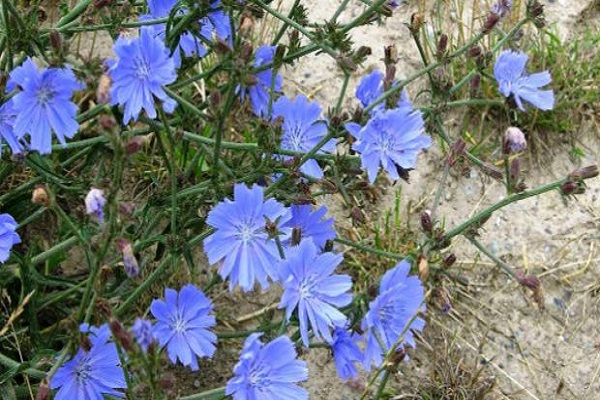 plantas de chicória